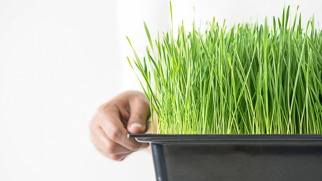 How to Grow Cat Grass: A Comprehensive Guide