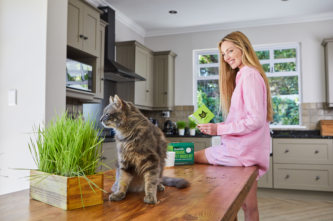 Designing a Cat-Friendly Home (That’s Still Beautiful for You Too)