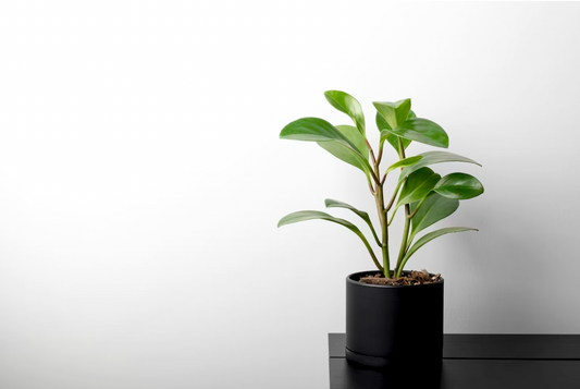 Indoor Plants Safe For Cats: Being The Best Plant Mom and Cat Mom