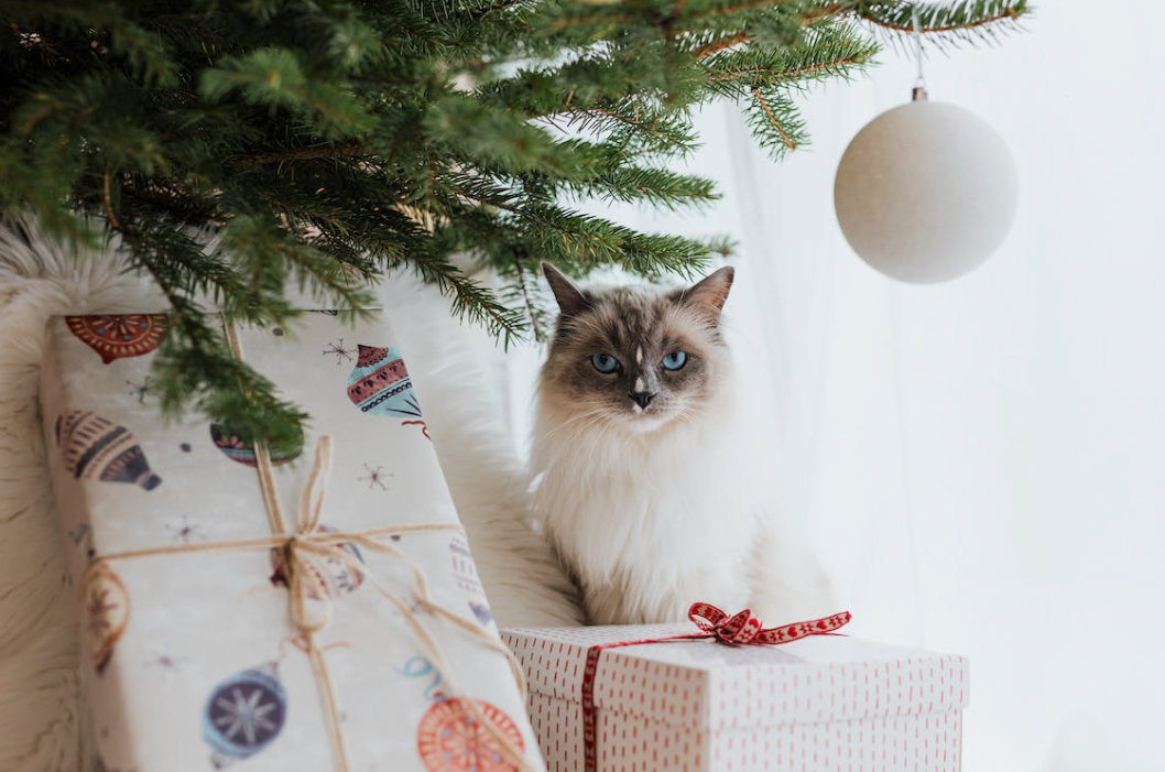 43 Cat Gifts For Cat Lovers - Your Ideal Gifts