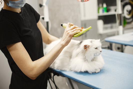 How Often Do You Take a Cat To The Vet?