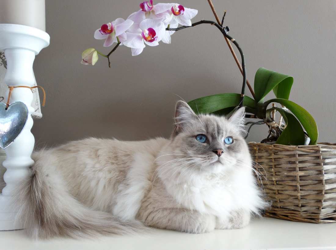 Indoor vs Outdoor Cats: What's The Difference?