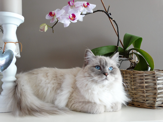 Indoor vs Outdoor Cats: What's The Difference?