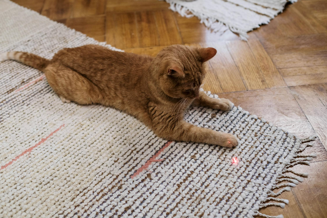 The Truth About Cats and Laser Pointers: Fun or Harmful?