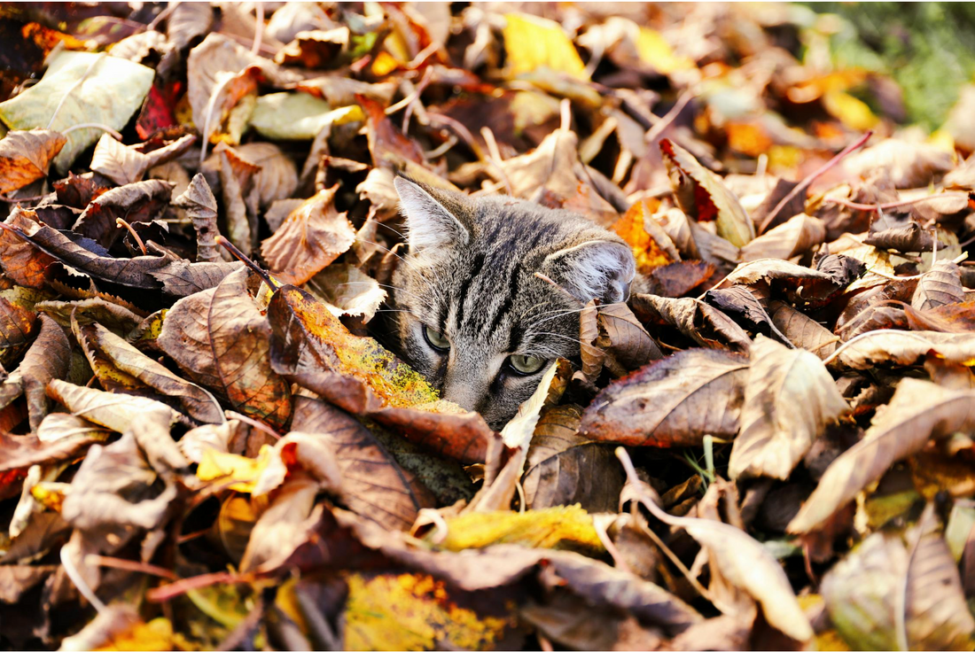 The Most Unbelievable Cat Myths Debunked: What’s True and What’s Not?