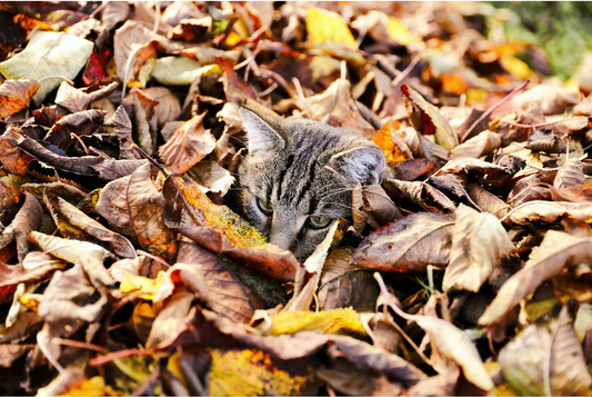 The Most Unbelievable Cat Myths Debunked: What’s True and What’s Not?