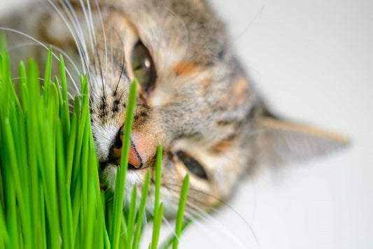 Why Cats Can’t Get Enough of Grassy Greens