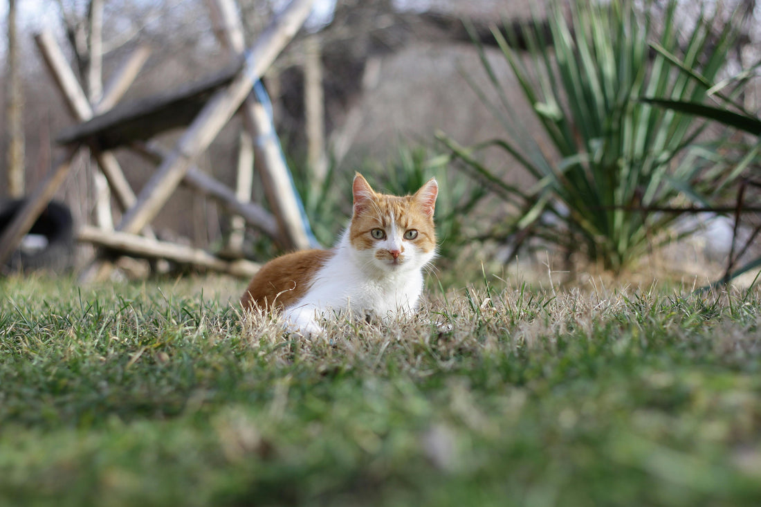 The Benefits of Growing Your Own Cat Grass and How to Do It