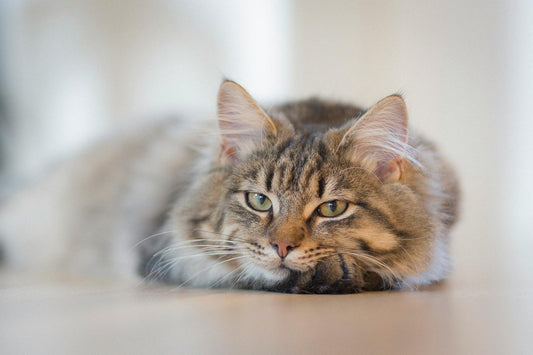 How to Create the Perfect Stress-Free Environment for Your Cat