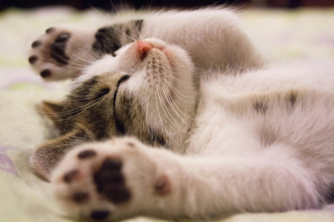 Understanding Cat Body Language: What Your Feline is Telling You