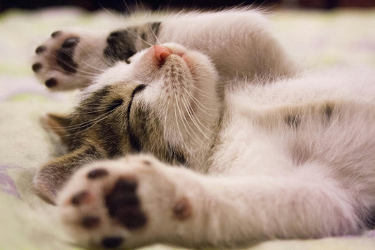 Understanding Cat Body Language: What Your Feline is Telling You
