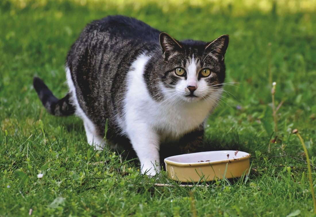 Top 10 Superfoods for Cats: Boosting Health with Natural Ingredients