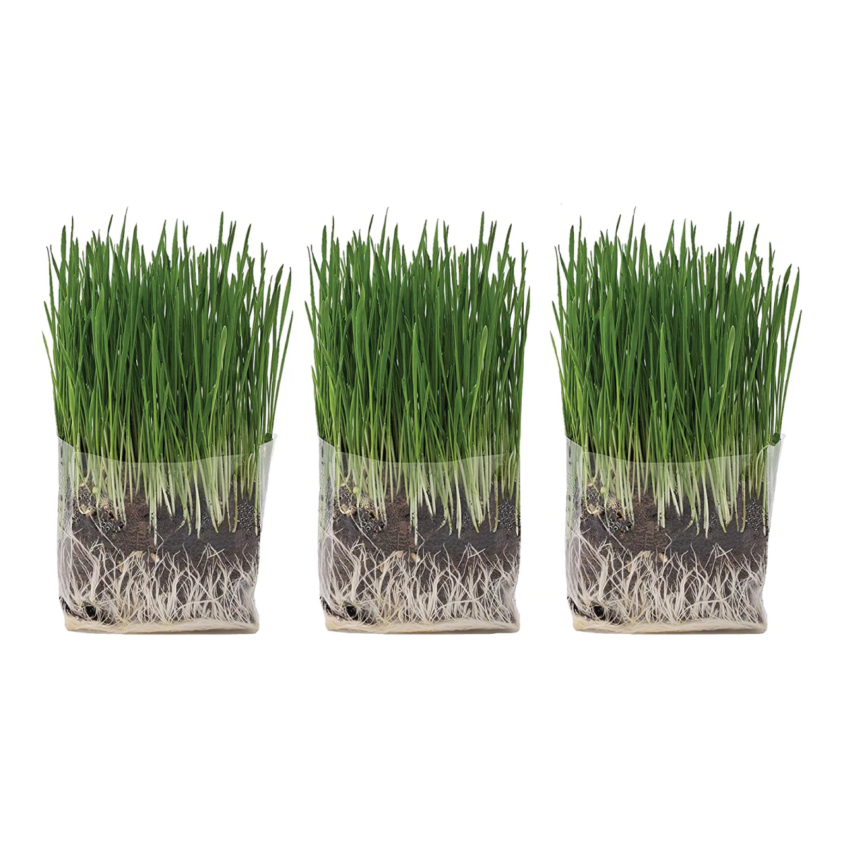 Ceramic Pet Dish Cat Grass Kit (Feeder & Bowl) - The Cat Ladies