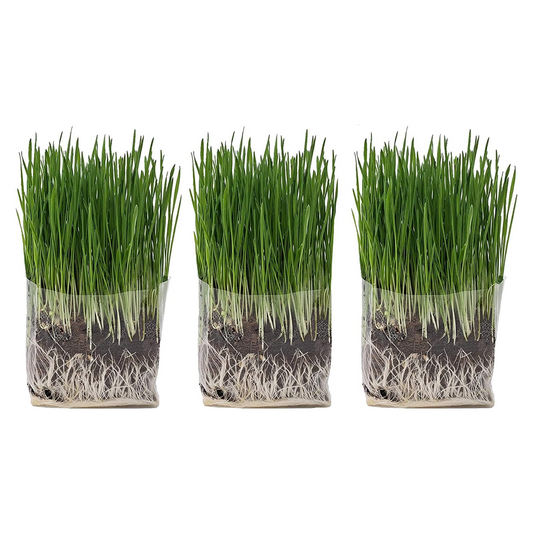Cat Grass Growing Kit (3 Pack) - Organic Cat Grass Seeds
