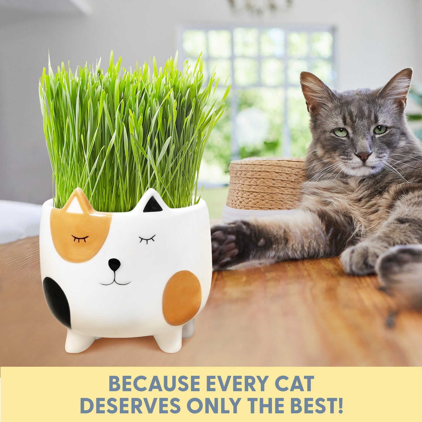 Cat Grass Growing Kit with Cat Grass Seed - Calico Cat Planter