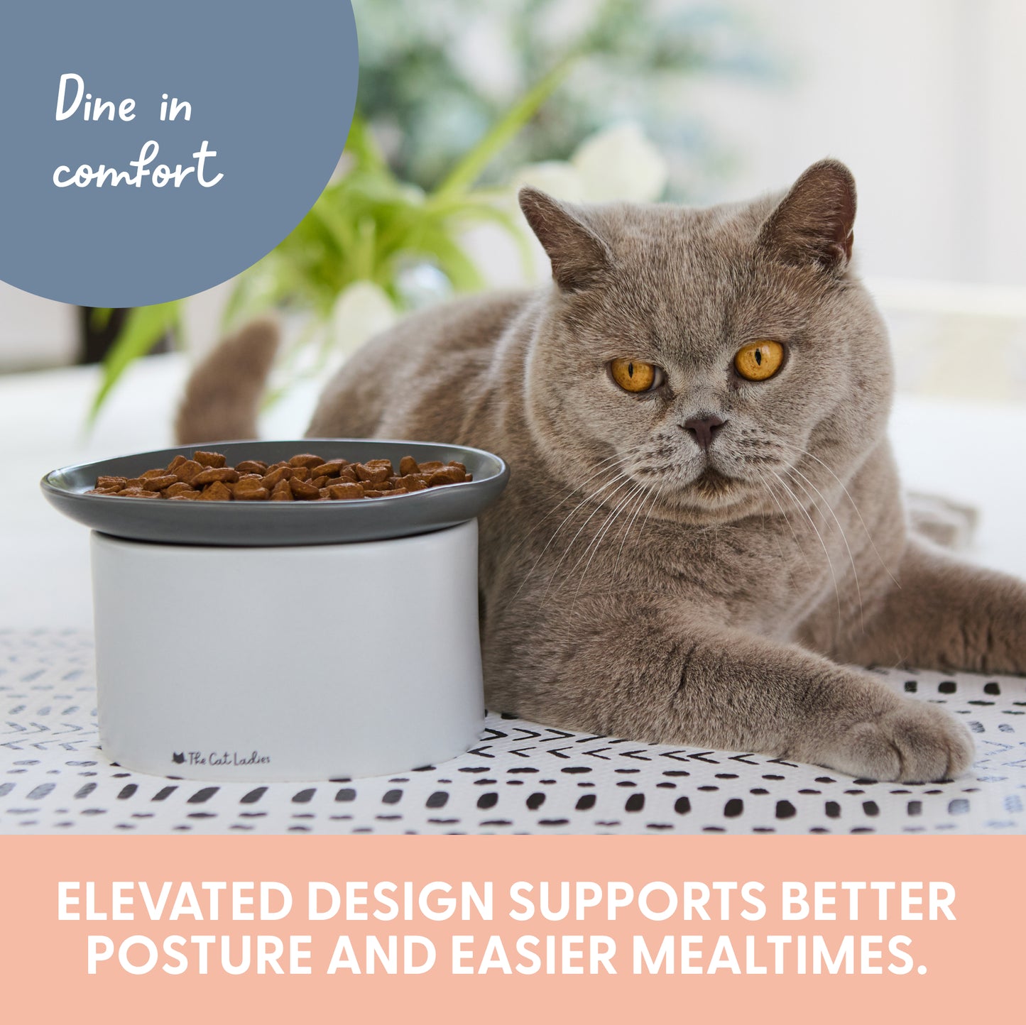 2-in-1 Cat Raised Feeder - Raised Food Dish and Bowl for Indoor Cats