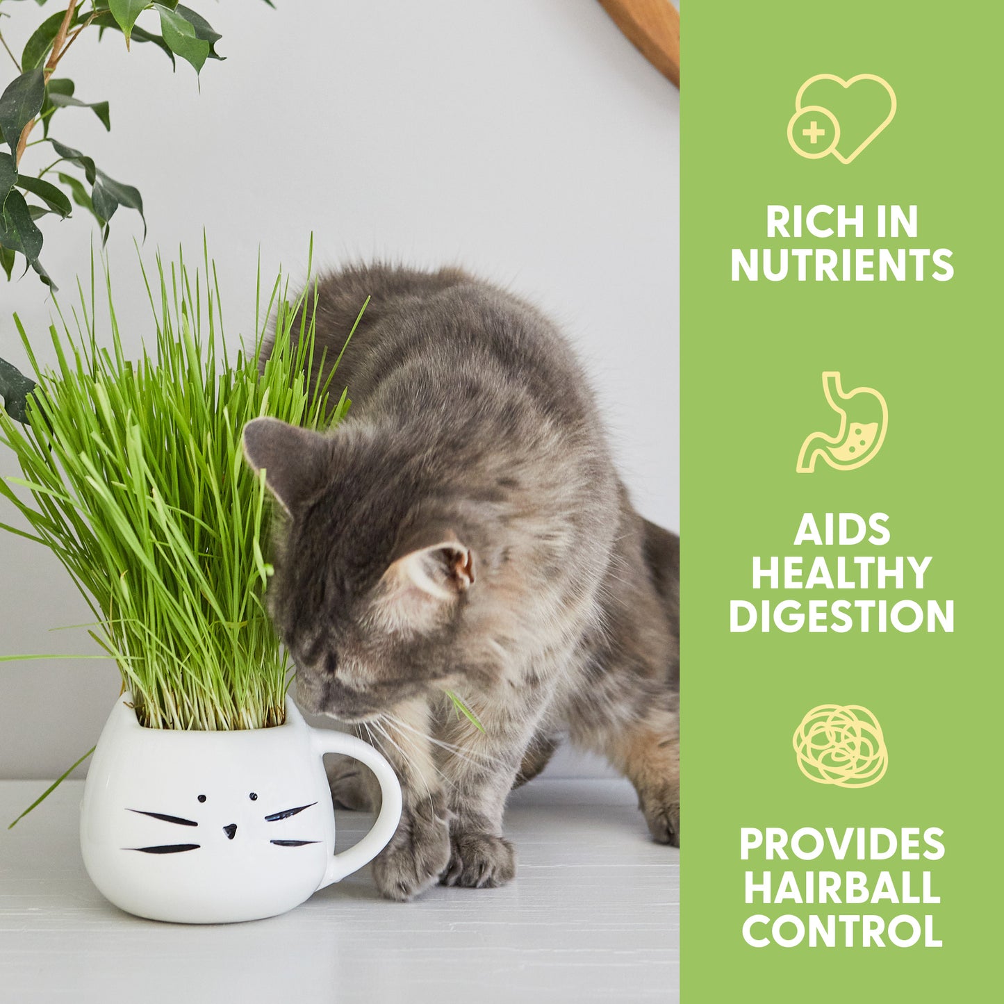 Cat Grass Growing Kit with Cat Grass Seed - White Cat Mug Planter