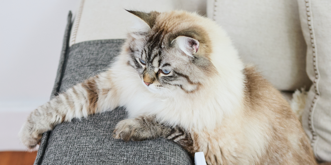 Knead Your Love: Why Cats Knead for Comfort