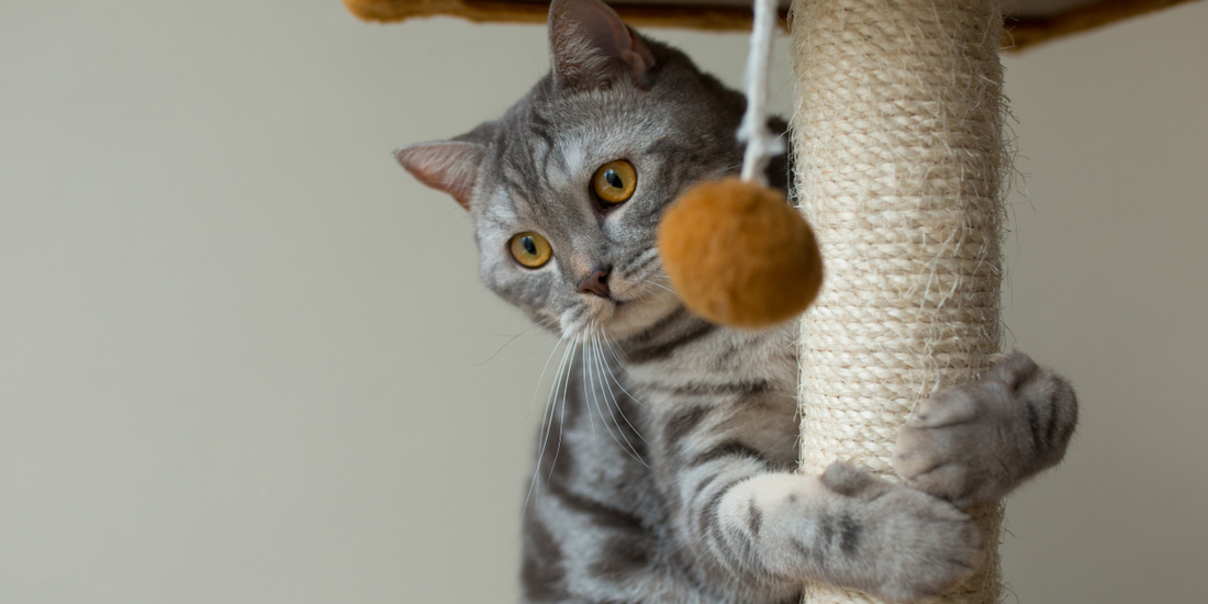 Why Is My Cat Keeping Me Up at Night? (And How to Actually Fix It)
