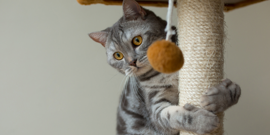 Why Is My Cat Keeping Me Up at Night? (And How to Actually Fix It)