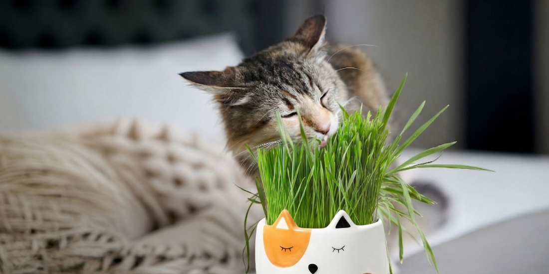 The Secret to a Healthier Indoor Cat? It's Growing on Your Windowsill