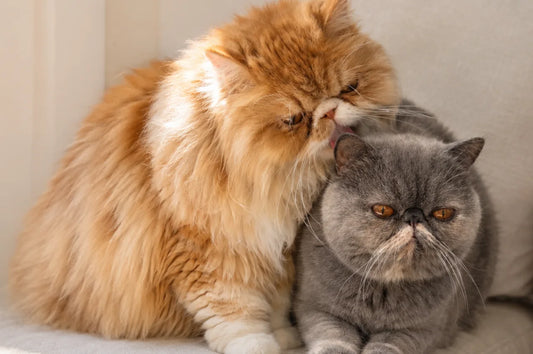 Your Cat Licking Your Other Cat? It's Not Always What You Think.