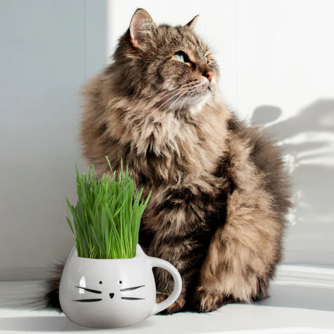 Benefits of Cat Grass: Essential for Cat Moms