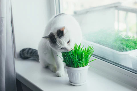 Can Cats Eat Grass? Why They Should or Shouldn't