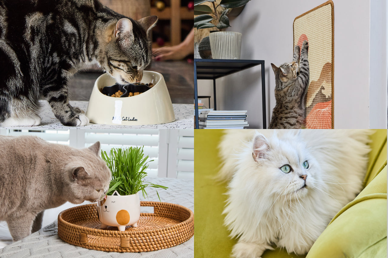 The Power of Routine: Why Healthy Habits Matter for Indoor Cats – The ...