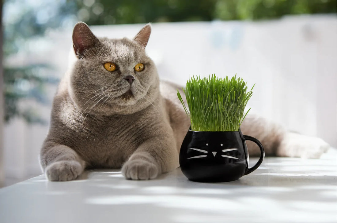 Why Your Indoor Cat Needs a Daily Routine (And How to Build One)