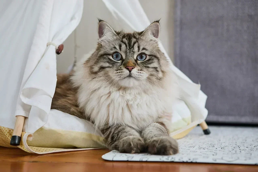 International Cat Day: The Holiday She's Been Training You For.