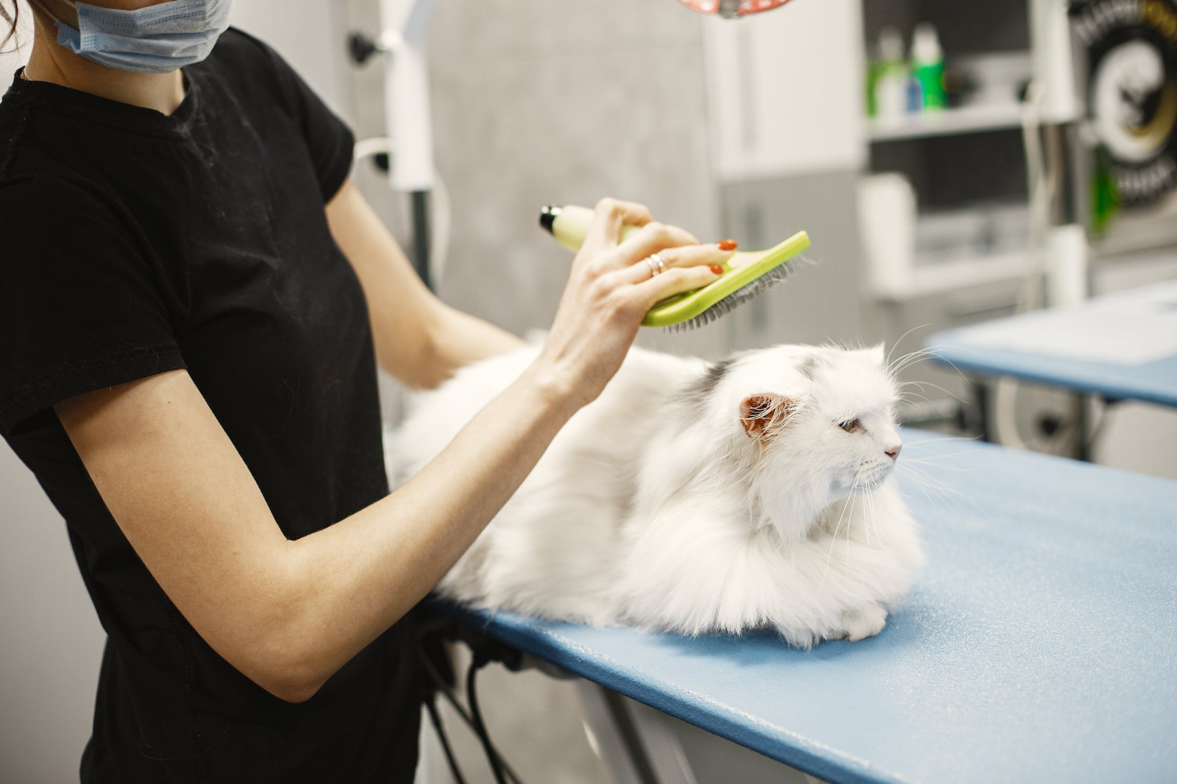 how-often-do-you-take-a-cat-to-the-vet-the-cat-ladies