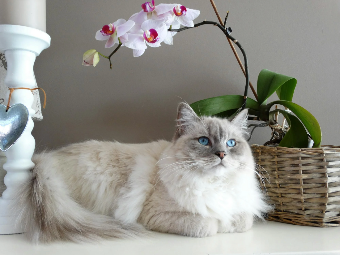 Are Orchids Poisonous to Cats? Facts and Tips for Cat Owners