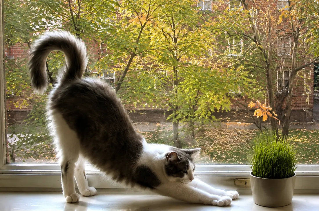 5 HEALTHY HABITS EVERY INDOOR CAT NEEDS THIS FALL