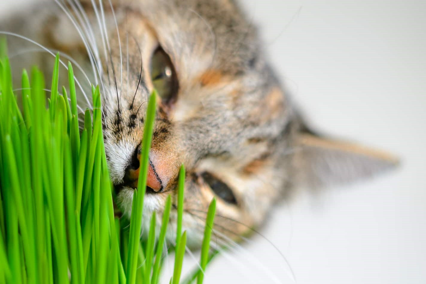 Why Cats Can’t Get Enough of Grassy Greens
