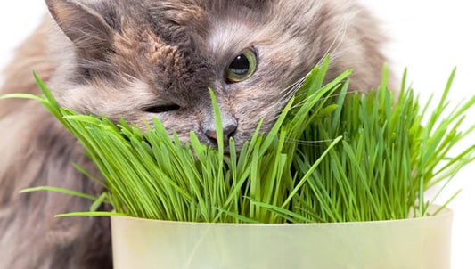What's the deal with cats eating grass?