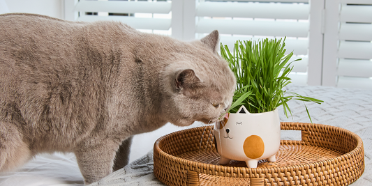The Secret to a Healthier Indoor Cat? It's Growing on Your Windowsill.