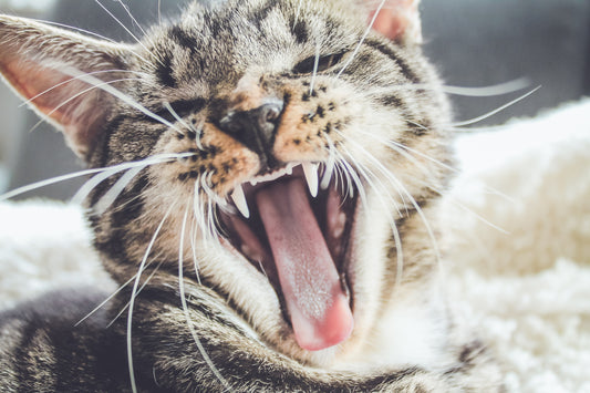 Cat Dental Care – How To Get a Healthy Feline Smile