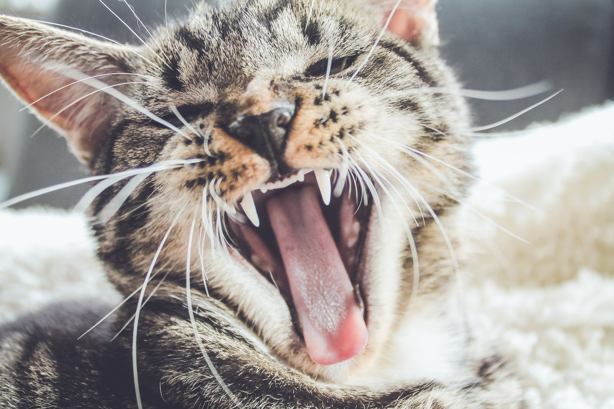 Cat Dental Care – Cherish Those Pearly Whites!