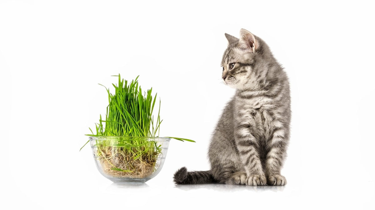 Cat Grass For Beginners – The Cat Ladies