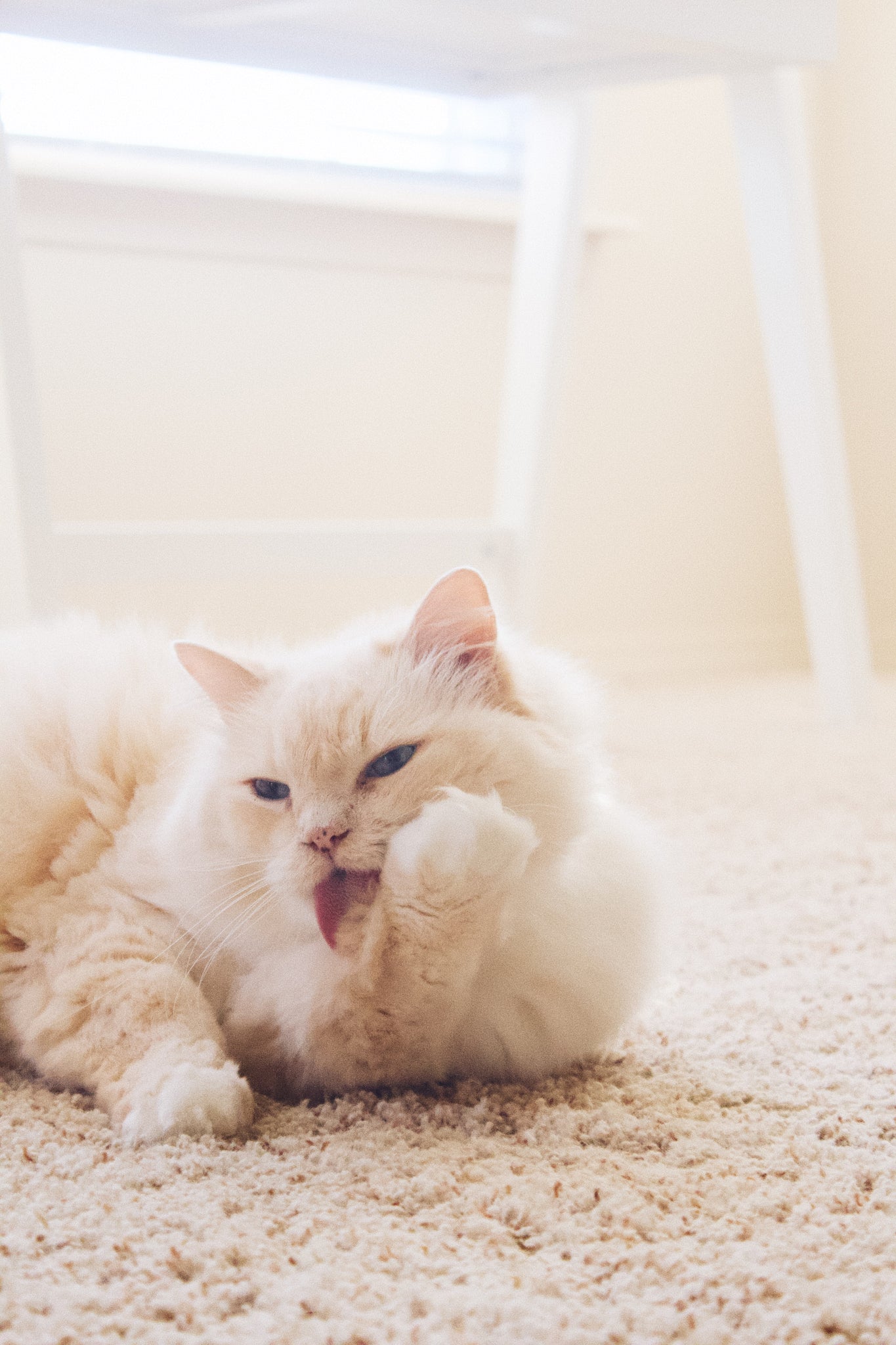 Vomiting and Hairballs - The Ultimate Cat Guide