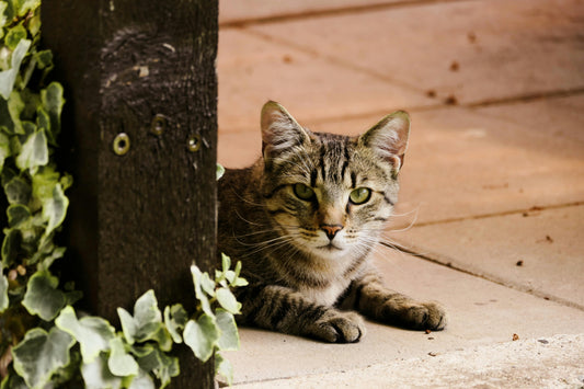 How to Introduce a New Cat to Your Home: Tips for a Smooth Transition