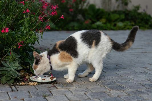 How to Transition Your Cat to a New Diet Safely