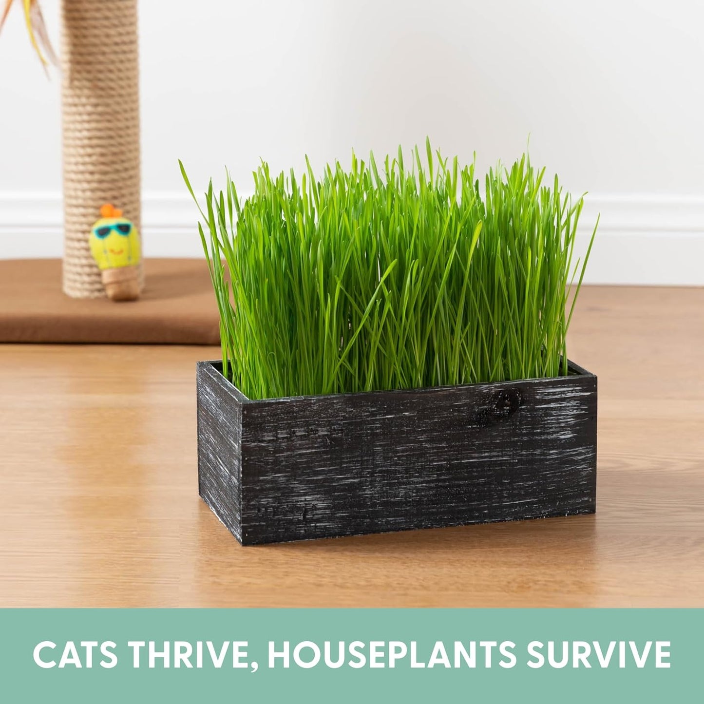 Organic Cat Grass Seed Kit with Rustic Wood Planter - Black