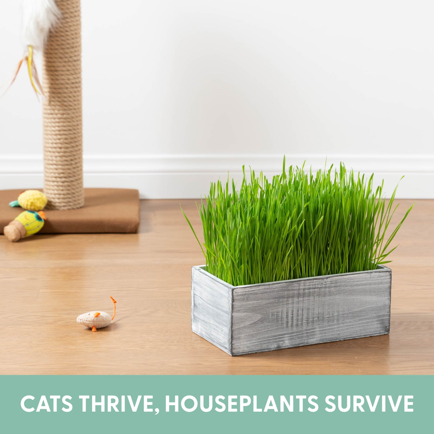 Cat Grass Seeds and Planters - White Rustic Wood Planter