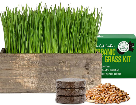 Cat Grass Kit with Organic Cat Grass Seeds - Rustic Wood Planter (Dark Brown)