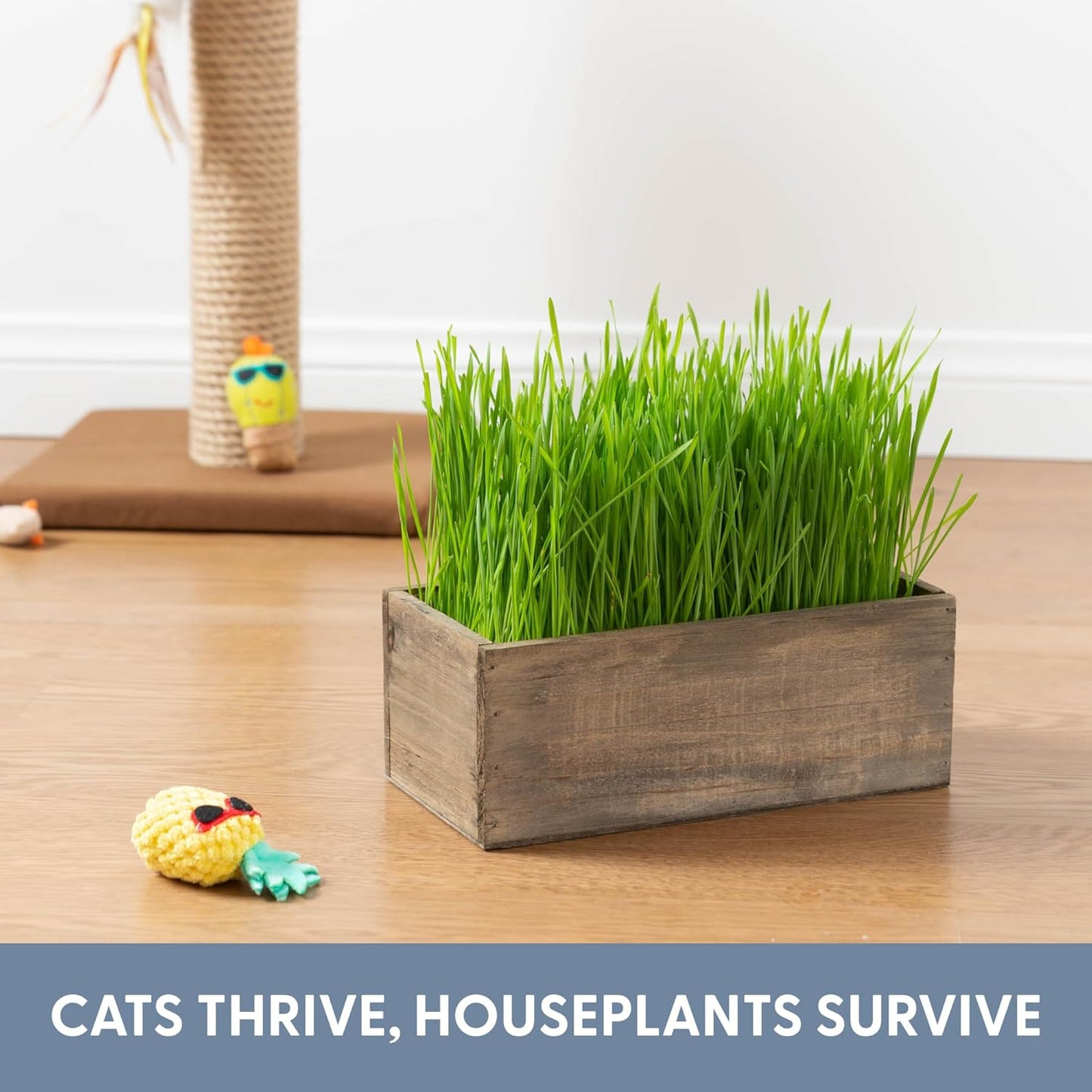 Cat Grass Kit with Organic Cat Grass Seeds - Rustic Wood Planter (Dark Brown)