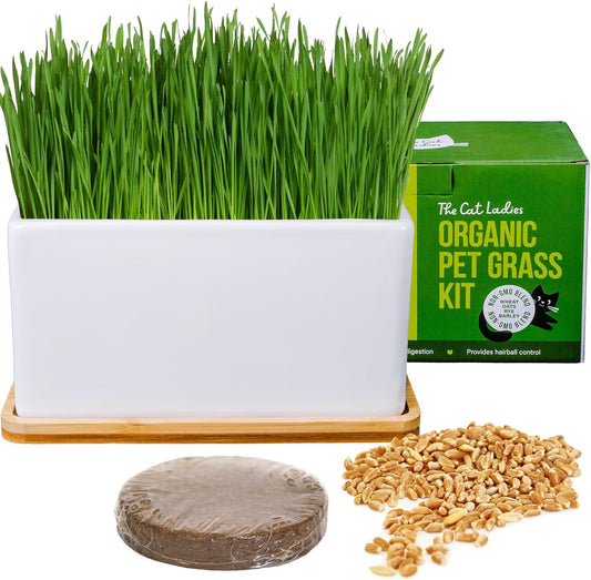 Ceramic Planter With Bamboo Tray Cat Grass Kit