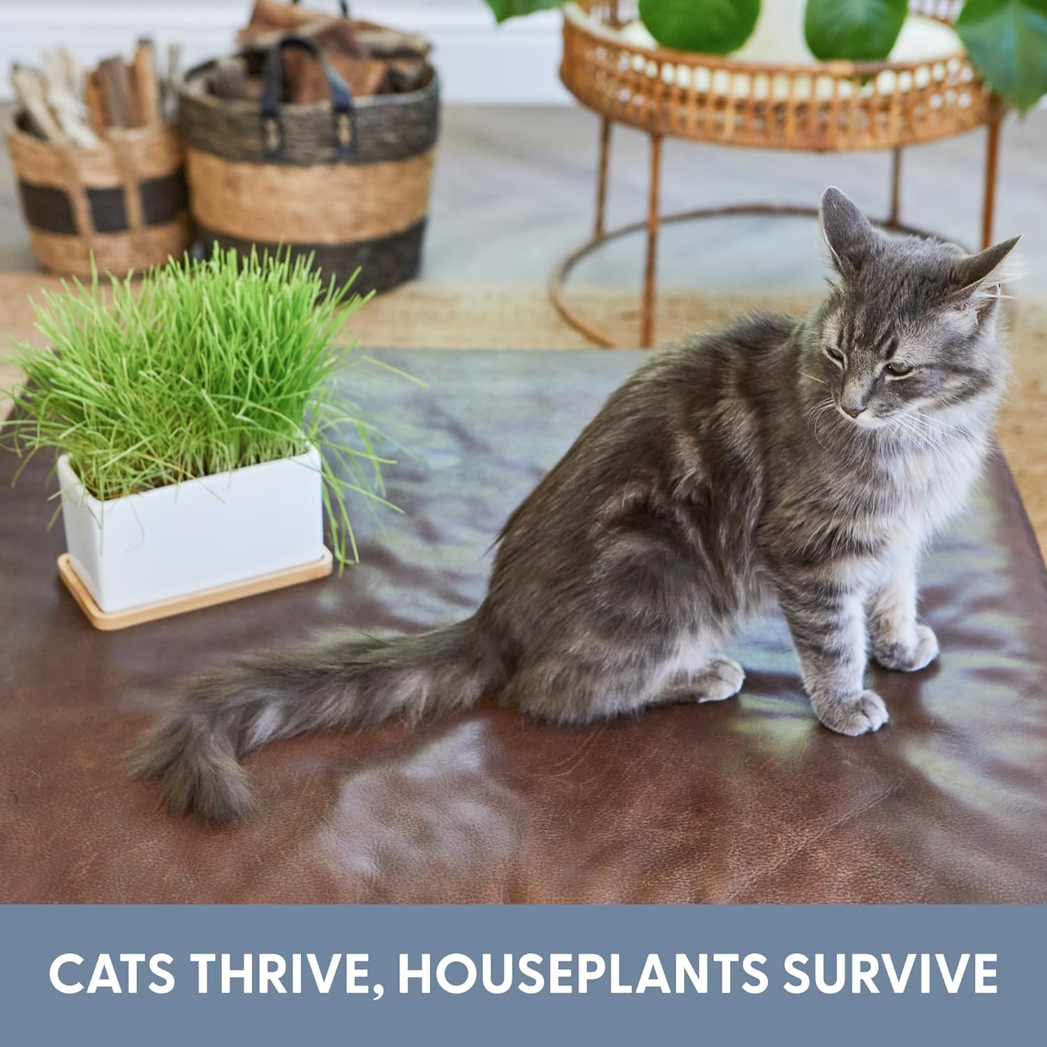 cat grass indoor plant The Cat Ladies Organic Cat Grass Growing Kit With Organic Seed Mix, Soil and Ceramic Planter With Bamboo Tray. Natural Hairball