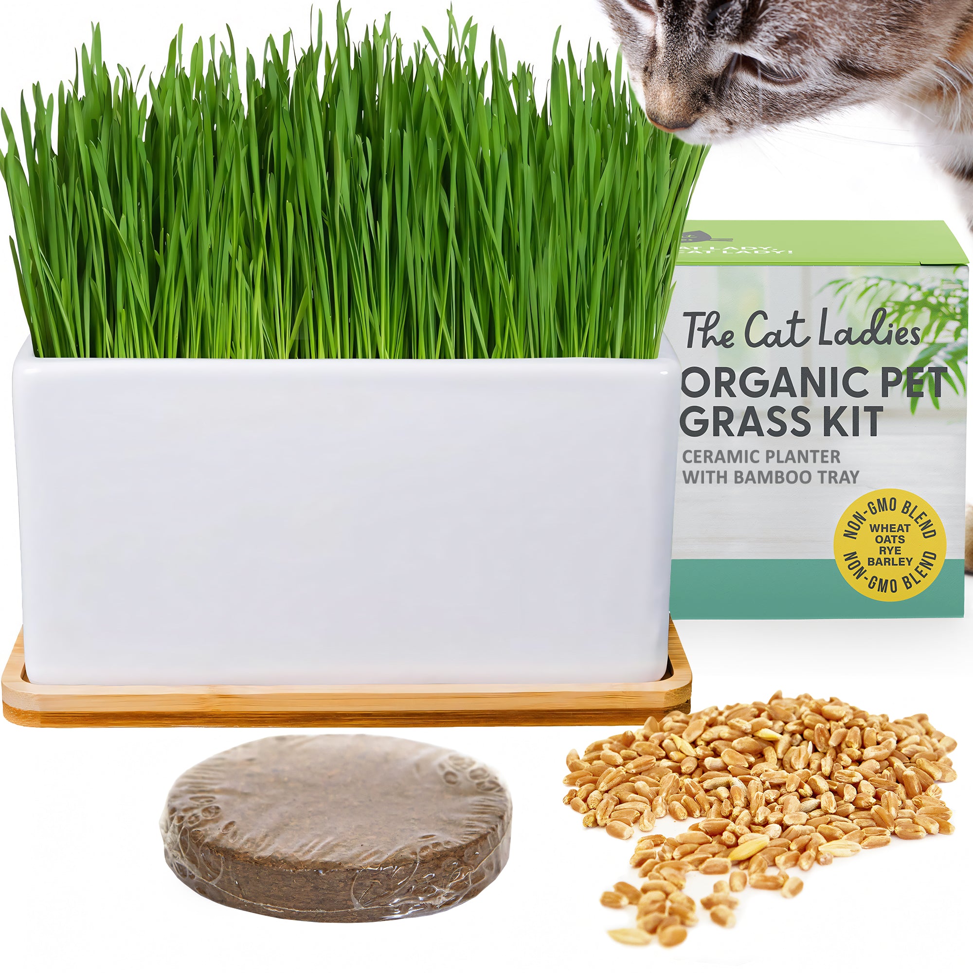 WORKERS & TCB/ Football T 色Cat Graas Ceramic Planter With Bamboo Tray Cat Grass Kit – The Cat Ladies